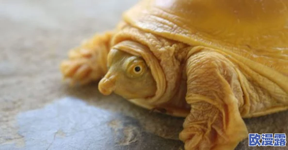 猛粗大h：震惊！全球首个超大型生物发现，科学家称其可能改变生态平衡，引发广泛关注与讨论！