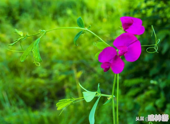 性婬妊BBxBBXBBxBBx:探讨现代社会中性教育与生育观念的变化及其对年轻一代的影响分析 性婬妊BBxBBXBBxBBx:探讨现代社会中性教育与生育观念的变化及其对年轻一代的影响分析