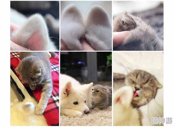 蝌蚪窝网：助力青少年成长与发展的新平台，提供丰富的学习资源和互动交流机会