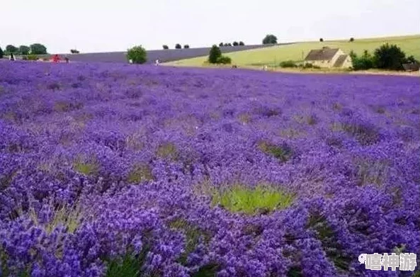 熏衣草研究所2023隐藏入口：揭示神秘之地的秘密与奇妙体验，带你走进未知的世界