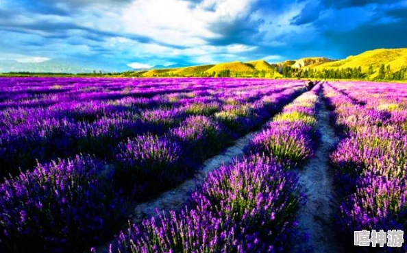 熏衣草研究所2023隐藏入口：揭示神秘之地的秘密与奇妙体验，带你走进未知的世界