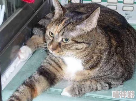 爱琳诗篇中：猫咪角色与炮击技能，哪个更胜一筹？