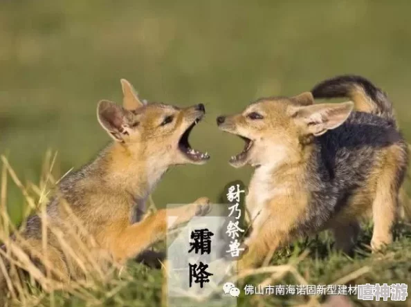 ZOOMSERVO兽狗牧场:深入理解其运作模式与对动物福利的影响分析 ZOOMSERVO兽狗牧场:深入理解其运作模式与对动物福利的影响分析