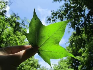 含羞草实验所隐藏2024:人工智能与可持续发展的交汇点如何影响未来科技创新? 含羞草实验所隐藏2024:人工智能与可持续发展的交汇点如何影响未来科技创新?