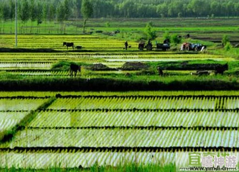 儿子耕种母亲的田地叫什么名字?探讨家庭关系与农业传承中的深刻意义与文化内涵 儿子耕种母亲的田地叫什么名字?探讨家庭关系与农业传承中的深刻意义与文化内涵