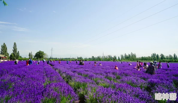 日本薰衣草实验研究所的优势:独特的地理位置与先进技术助力薰衣草种植与产品开发的成功之道 日本薰衣草实验研究所的优势:独特的地理位置与先进技术助力薰衣草种植与产品开发的成功之道