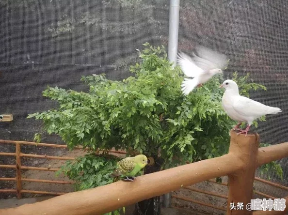 荷兰大白肥屁股BBBBBB:网友热议其可爱形象,纷纷表示想要养一只这样的宠物,甚至有人调侃称其为“萌界新星”! 荷兰大白肥屁股BBBBBB:网友热议其可爱形象,纷纷表示想要养一只这样的宠物,甚至有人调侃称其为“萌界新星”!