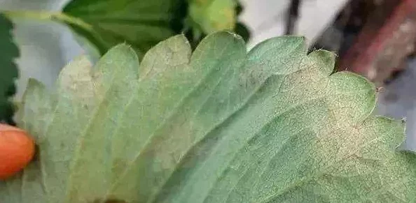 草莓视频黄污:深入了解该平台的内容监管问题及其对用户观看体验的影响分析 草莓视频黄污:深入了解该平台的内容监管问题及其对用户观看体验的影响分析