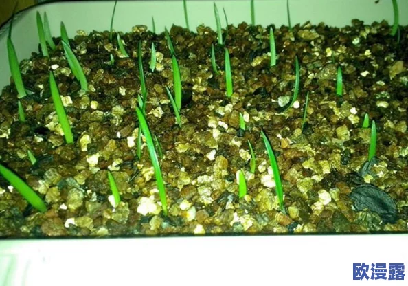 需要爸爸播种高清：父亲与孩子共同参与的温馨时刻，传递爱的种子与成长的希望