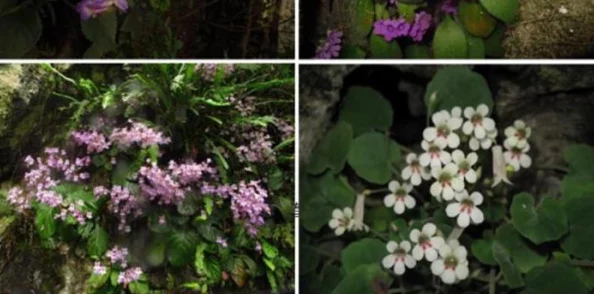 老狼含羞草无人区：新发现揭示该地区独特生态系统与生物多样性的重要性及其保护现状分析