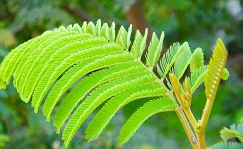 老狼含羞草无人区：新发现揭示该地区独特生态系统与生物多样性的重要性及其保护现状分析