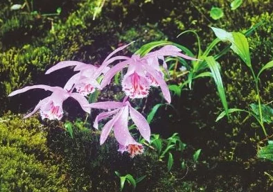 老狼含羞草无人区：新发现揭示该地区独特生态系统与生物多样性的重要性及其保护现状分析