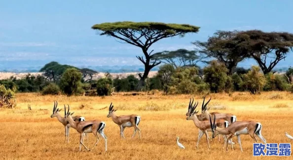 非洲人与禽性动交CCOO:探讨其社会文化背景、生物学影响及伦理争议的多角度分析研究 非洲人与禽性动交CCOO:探讨其社会文化背景、生物学影响及伦理争议的多角度分析研究