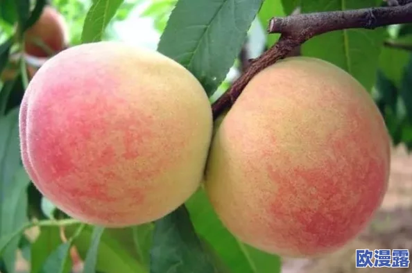 AV水蜜桃:一款引领潮流的全新成人产品,带你体验前所未有的感官享受与极致快感 AV水蜜桃:一款引领潮流的全新成人产品,带你体验前所未有的感官享受与极致快感