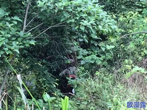 69xx日本：最新进展揭示该项目在技术创新与市场应用方面的重大突破与未来发展方向