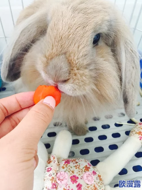 老师你小兔兔真可爱啊,学生们纷纷表示想要养一只萌宠来陪伴自己学习生活 老师你小兔兔真可爱啊,学生们纷纷表示想要养一只萌宠来陪伴自己学习生活