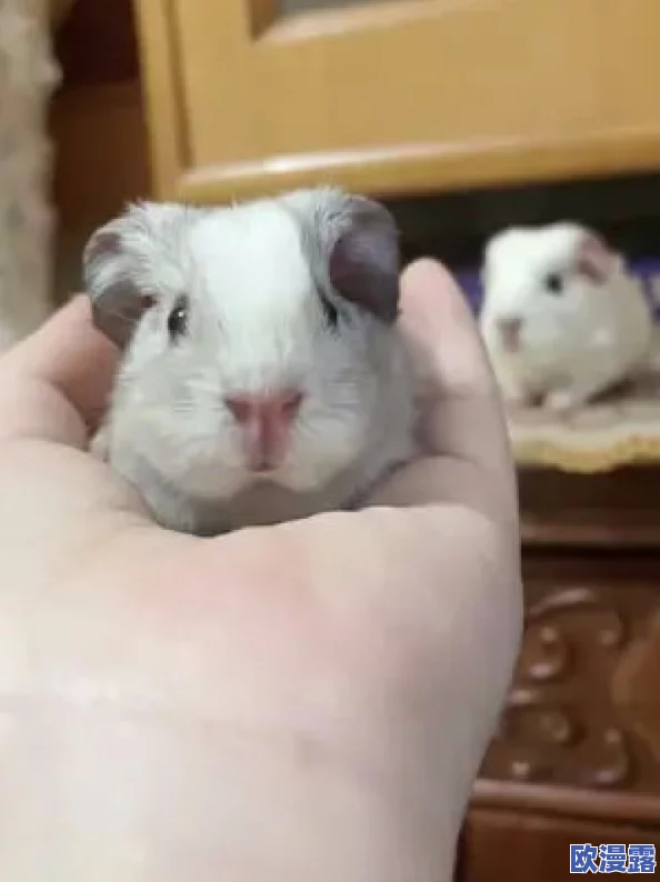 老师你小兔兔真可爱啊,学生们纷纷表示想要养一只萌宠来陪伴自己学习生活 老师你小兔兔真可爱啊,学生们纷纷表示想要养一只萌宠来陪伴自己学习生活