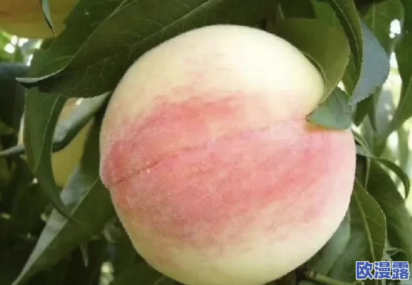 x7x7x7水密桃＂引发网友热议，大家纷纷分享对这种新型水果的口感、营养价值及市场前景的看法与期待