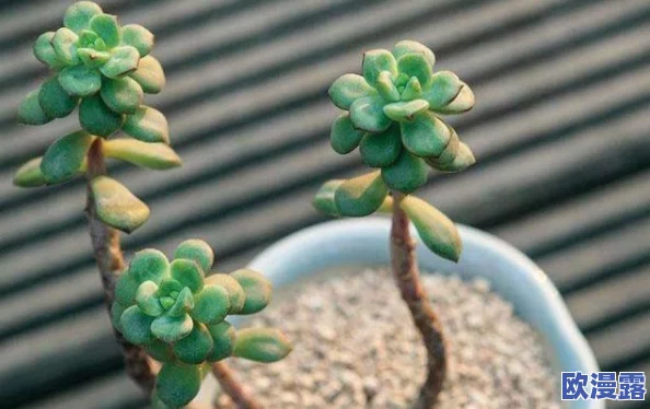 拔萝卜又叫黄降,这种植物的生长特点与食用方法解析,以及其在传统文化中的重要性 拔萝卜又叫黄降,这种植物的生长特点与食用方法解析,以及其在传统文化中的重要性