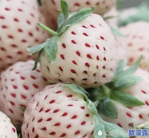 草莓污视频引发热议,网友纷纷讨论其背后的文化现象与社会影响,相关话题持续升温中 草莓污视频引发热议,网友纷纷讨论其背后的文化现象与社会影响,相关话题持续升温中