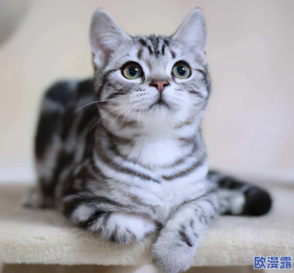 成品人和精品人哪种颜色?内幕揭秘:这两类人的性格特点及相处之道 成品人和精品人哪种颜色?内幕揭秘:这两类人的性格特点及相处之道