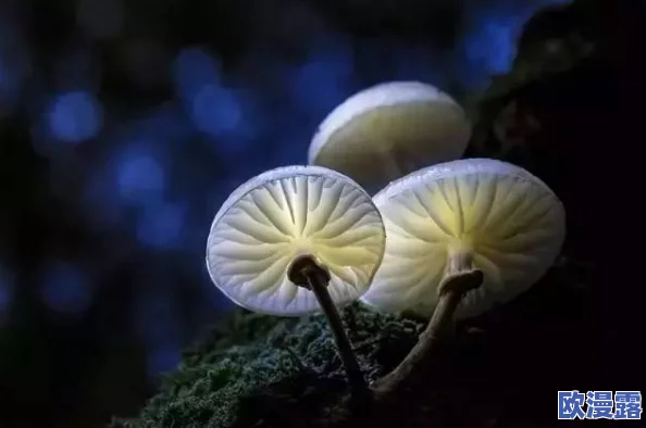 蘑菇头顶开花缝,奇特现象引发科学家关注与研究,揭示自然界的神秘之美与生态平衡的重要性 蘑菇头顶开花缝,奇特现象引发科学家关注与研究,揭示自然界的神秘之美与生态平衡的重要性