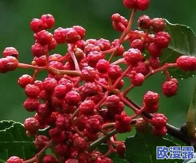 探寻竹马胭脂铺编辑部：具体入驻位置与进入指南详解