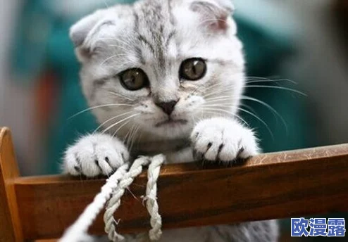 糖心短视频vlog柠檬猫类似,带你走进可爱猫咪的日常生活与趣味瞬间,感受温馨与欢乐的时光 糖心短视频vlog柠檬猫类似,带你走进可爱猫咪的日常生活与趣味瞬间,感受温馨与欢乐的时光