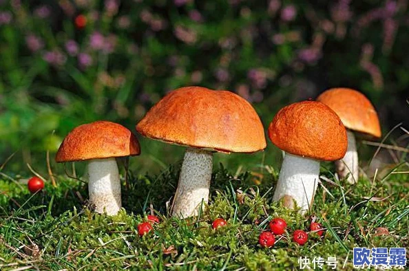 蘑菇17cc:探讨其在生态系统中的作用及对人类健康的潜在益处与应用前景分析 蘑菇17cc:探讨其在生态系统中的作用及对人类健康的潜在益处与应用前景分析