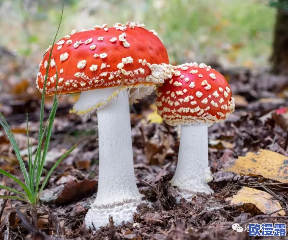 蘑菇17cc:探讨其在生态系统中的作用及对人类健康的潜在益处与应用前景分析 蘑菇17cc:探讨其在生态系统中的作用及对人类健康的潜在益处与应用前景分析
