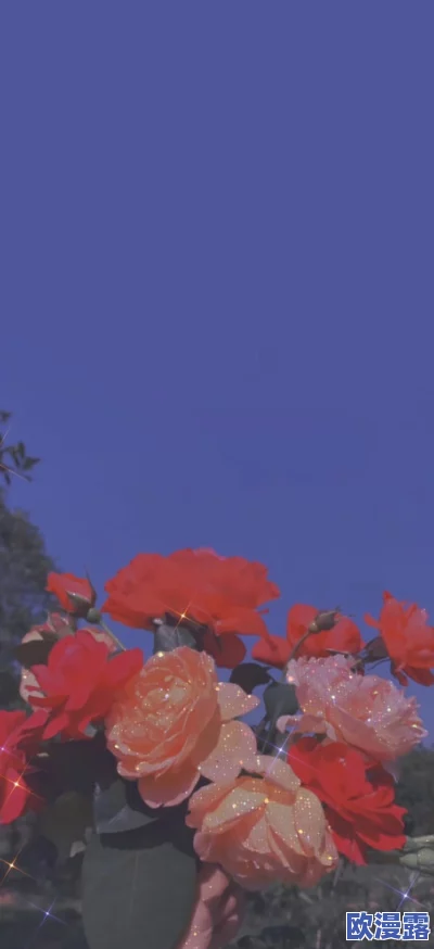 无人区玫瑰比夜色好多少:在荒凉的无人区中,绽放出的玫瑰花朵与深邃的夜色相比,究竟有着怎样的美丽和意义? 无人区玫瑰比夜色好多少:在荒凉的无人区中,绽放出的玫瑰花朵与深邃的夜色相比,究竟有着怎样的美丽和意义?