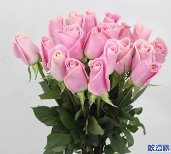 无人区玫瑰比夜色好多少:在荒凉的无人区中,绽放出的玫瑰花朵与深邃的夜色相比,究竟有着怎样的美丽和意义? 无人区玫瑰比夜色好多少:在荒凉的无人区中,绽放出的玫瑰花朵与深邃的夜色相比,究竟有着怎样的美丽和意义?