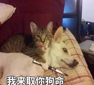 皇上被赐精给狗狗的小说背景:宫廷秘事曝光,竟然隐藏着不为人知的爱情故事与权力斗争! 皇上被赐精给狗狗的小说背景:宫廷秘事曝光,竟然隐藏着不为人知的爱情故事与权力斗争!