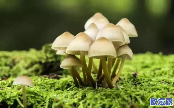 蘑菇91吃瓜黑料:娱乐圈中的不为人知的秘密与真相,揭开背后的故事与争议 蘑菇91吃瓜黑料:娱乐圈中的不为人知的秘密与真相,揭开背后的故事与争议