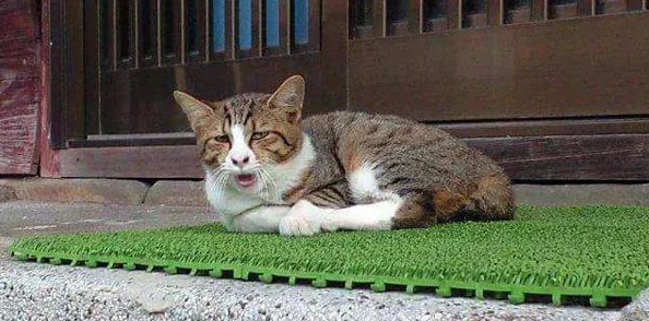 小花园想夹东西怎么办?听说邻居家的猫咪最近频繁出入,似乎在寻找什么秘密宝藏! 小花园想夹东西怎么办?听说邻居家的猫咪最近频繁出入,似乎在寻找什么秘密宝藏!