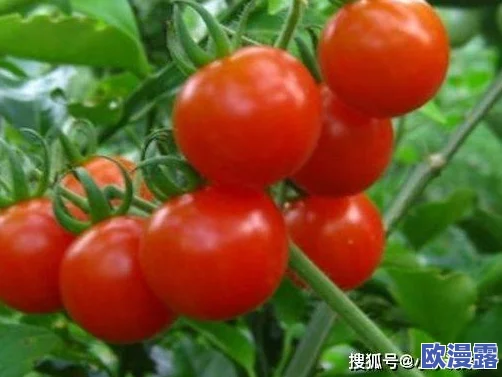 老太奶性HD大全：汇集了多部高质量的老年女性题材影视作品，展现了不同年龄段女性的生活与情感故事