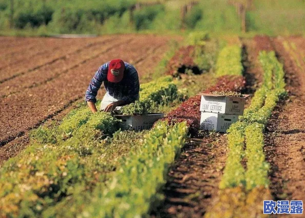 儿子辛勤耕耘母亲的土地：探讨家庭农场对代际传承与乡村振兴的重要性及其社会影响
