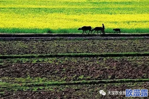 儿子辛勤耕耘母亲的土地：探讨家庭农场对代际传承与乡村振兴的重要性及其社会影响
