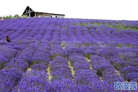日本薰衣草实验研究所的优势:深入分析其在植物育种、生态保护和香料产业中的独特贡献与创新实践 日本薰衣草实验研究所的优势:深入分析其在植物育种、生态保护和香料产业中的独特贡献与创新实践