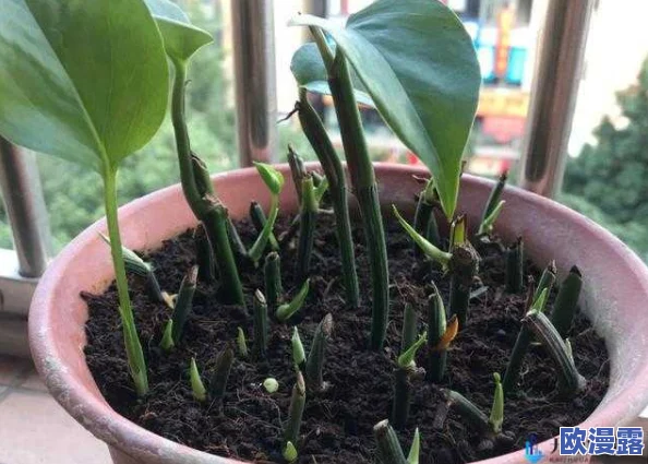 扦插BB有什么好处视频:了解扦插植物的繁殖优势、根系发育及植物生长技巧解析 扦插BB有什么好处视频:了解扦插植物的繁殖优势、根系发育及植物生长技巧解析