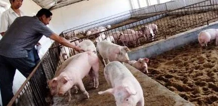 人马畜禽company免费澎湃号:为您提供最新的养殖技术与市场动态,助力农民增收致富! 人马畜禽company免费澎湃号:为您提供最新的养殖技术与市场动态,助力农民增收致富!