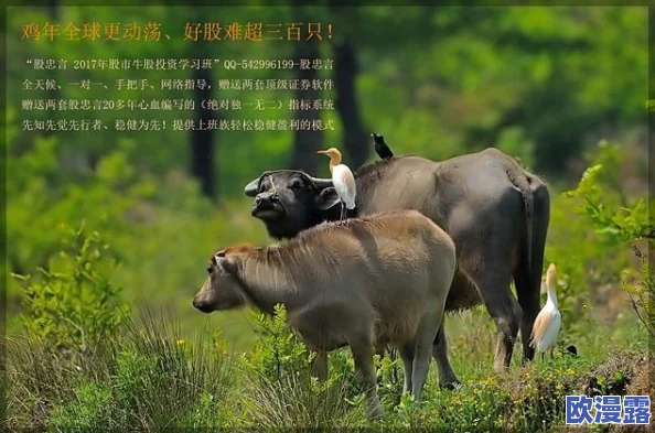 怀孕牧场：超自然现象揭示生命秘密，农场羊群同时孕育五胞胎，科学家惊叹不已！