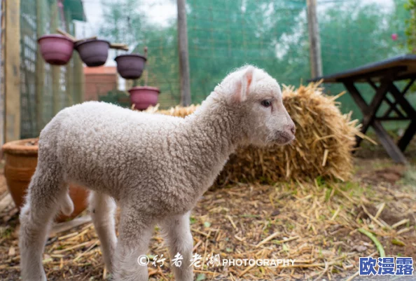 怀孕牧场：超自然现象揭示生命秘密，农场羊群同时孕育五胞胎，科学家惊叹不已！