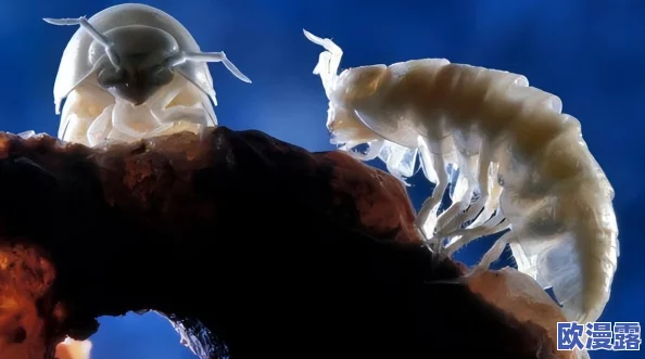 盐母1-6哪里都看得见，全球罕见现象引发热潮，科学界惊呼：“颠覆传统认知！”