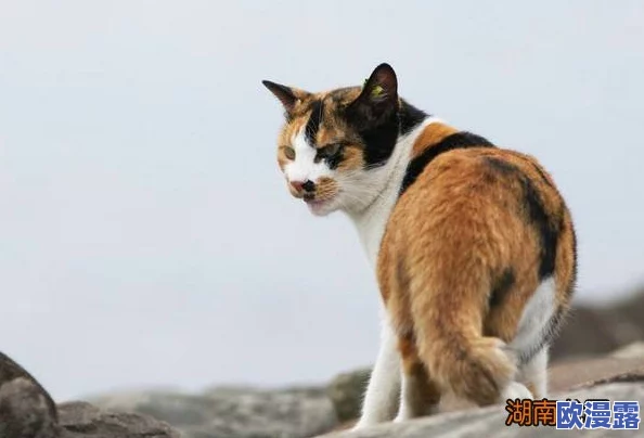 猫咪www最新地域网名怎么取?震惊!这些独特的创意竟让猫咪网名瞬间走红! 猫咪www最新地域网名怎么取?震惊!这些独特的创意竟让猫咪网名瞬间走红!