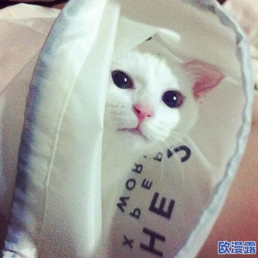 猫咪www最新地域网名怎么取?震惊!这些独特的创意竟让猫咪网名瞬间走红! 猫咪www最新地域网名怎么取?震惊!这些独特的创意竟让猫咪网名瞬间走红!