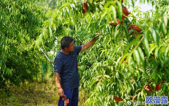 水蜜桃一区二区：新一季水蜜桃丰收在即，农民们忙碌采摘，市场需求持续攀升