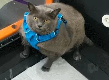 女生啊,你别tm添了~~ 这句话表达了一种对女性在某些情况下过度表现或行为的不满，暗示希望她们能够适度控制自己的情绪和举动