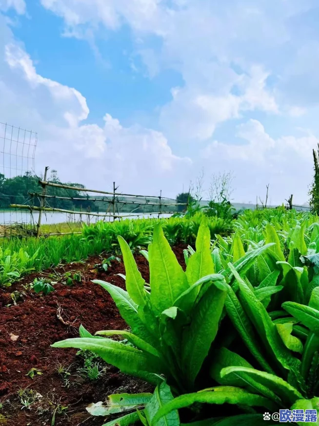 大菠萝福建导航APP：提升用户体验与地理信息服务的创新应用研究与实践分析