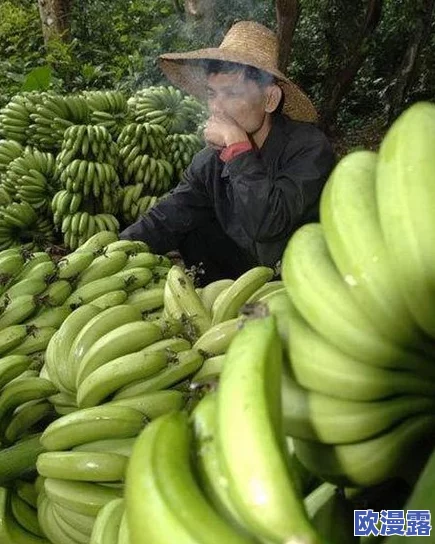 大尹香蕉:探讨其在热带农业中的经济价值与生态影响的综合研究分析 大尹香蕉:探讨其在热带农业中的经济价值与生态影响的综合研究分析